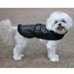 Top Dog Flight Harness Coa